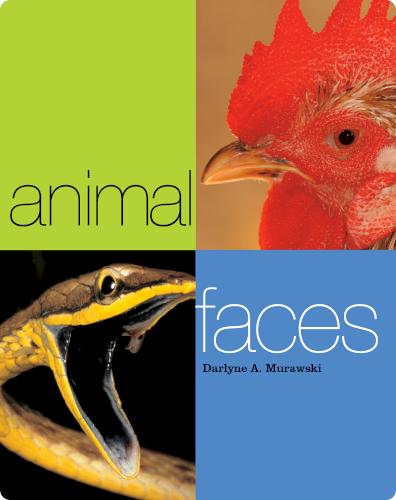 Animal Faces