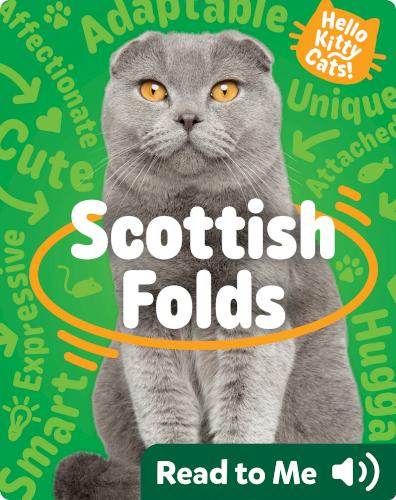 Hello Kitty Cats! Scottish Folds