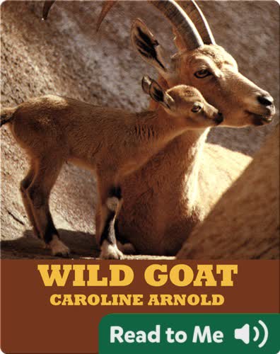 Wild Goat