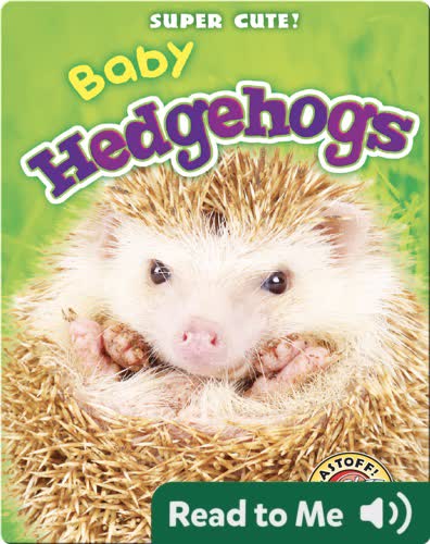 Super Cute! Baby Hedgehogs