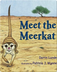 Meet the Meerkat