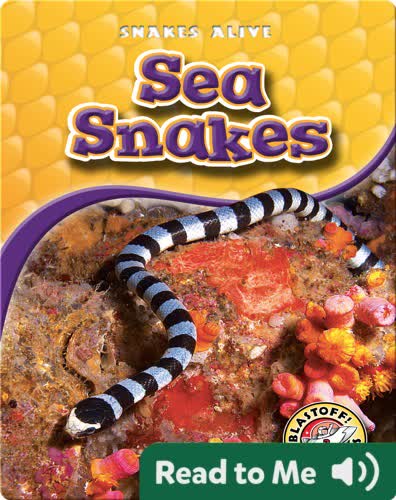 Sea Snakes