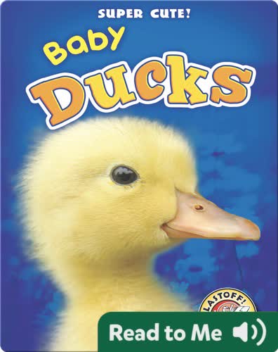 Super Cute! Baby Ducks