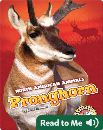 Pronghorn