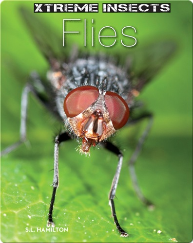 Flies