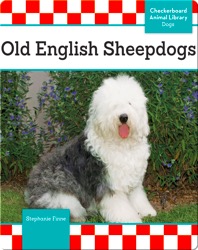 Old English Sheepdogs