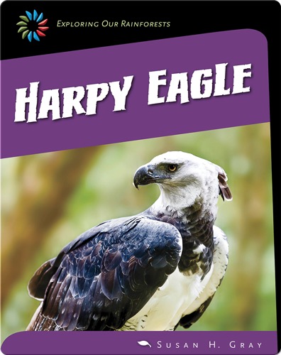 Harpy Eagle