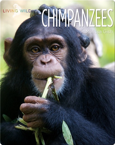 Chimpanzees