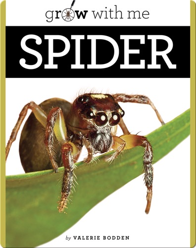 Spider