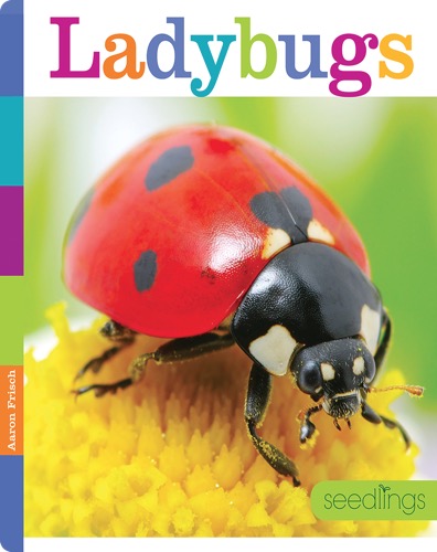 Ladybugs
