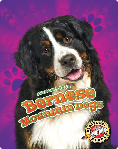 Awesome Dogs: Bernese Mountain Dogs