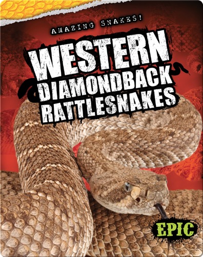 Western Diamondback Rattlesnakes