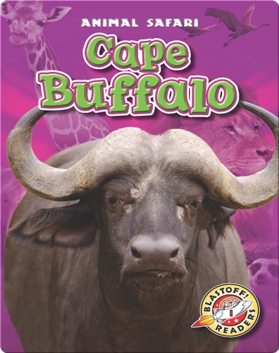 Cape Buffalo