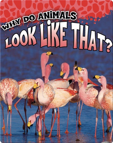 Why Do Animals Look Like That?