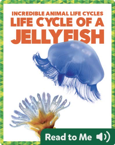 Life Cycle of a Jellyfish
