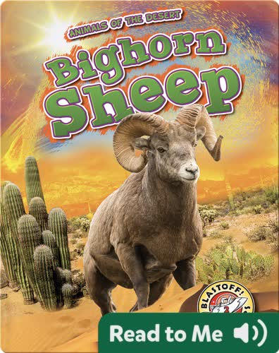Bighorn Sheep
