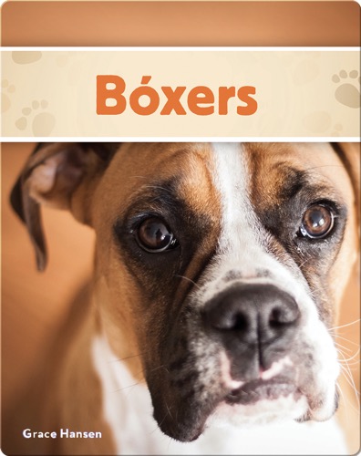 Bóxers