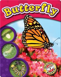 The Life Cycle of a Butterfly