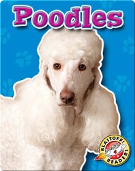 Poodles: Dog Breeds
