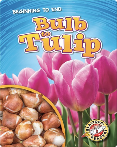 Bulb to Tulip