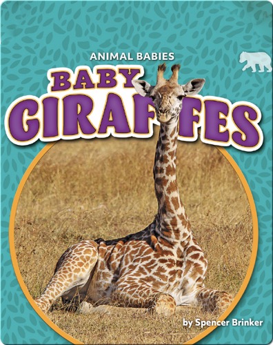 Animal Babies: Baby Giraffes