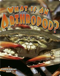 What is an Arthropod?