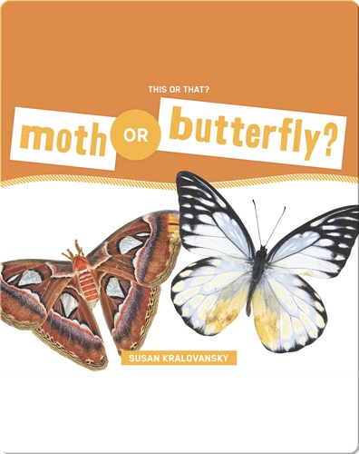 Moth or Butterfly?