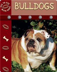 Eye To Eye With Dogs: Bulldogs