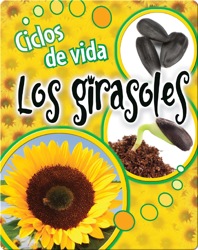 Ciclos de vida Los girasoles