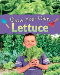 Lettuce
