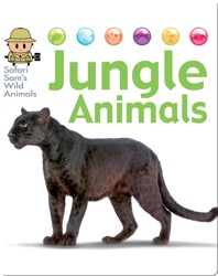 Jungle Animals