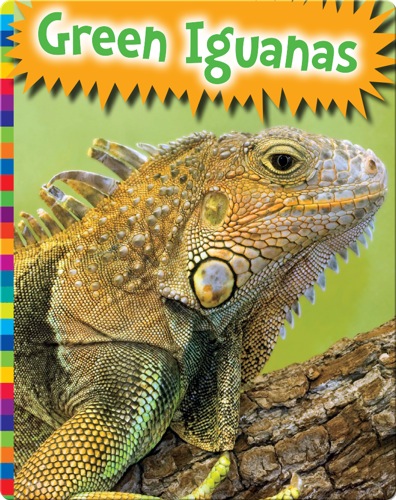 Green Iguanas