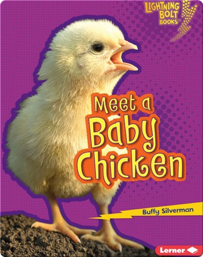 Meet a Baby Chicken