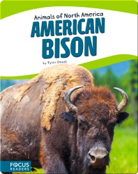American Bison
