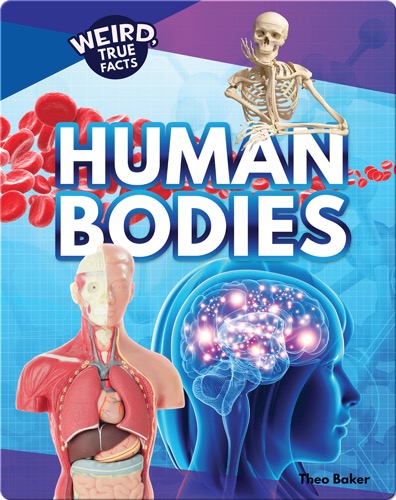 Human Bodies
