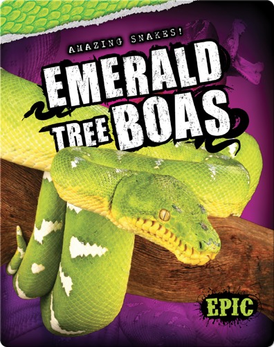 Emerald Tree Boas