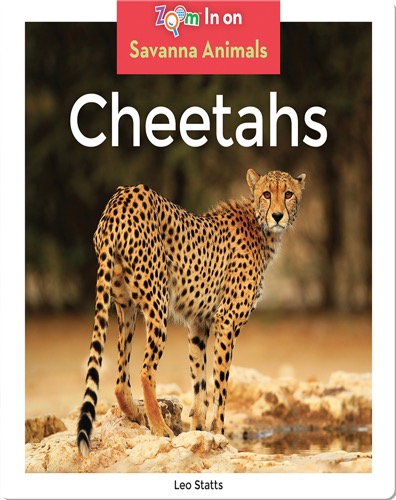 Cheetahs