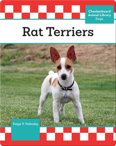 Rat Terriers