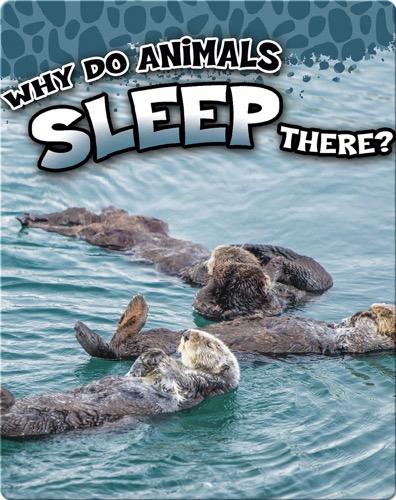 Why Do Animals Sleep There?
