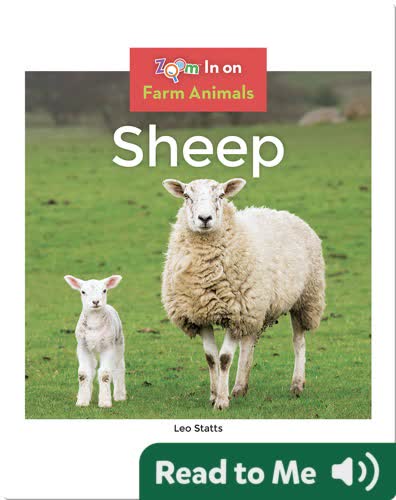 Sheep