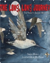 The Long, Long Journey: The Godwit's Amazing Migration