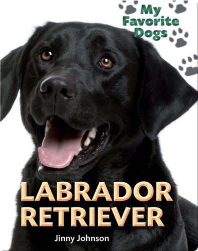 Labrador Retriever
