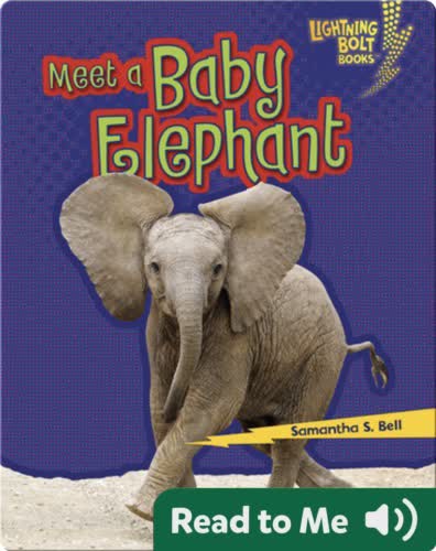 Meet a Baby Elephant