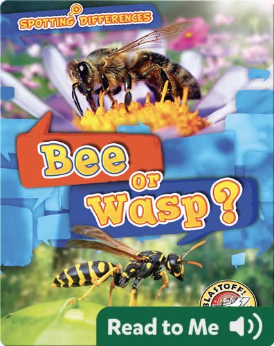 Bee or Wasp?
