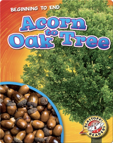 Beginning to End: Acorn to Oak Tree
