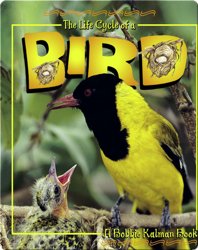 The Life Cycle of a Bird