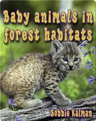 Baby Animals in Forest Habitats
