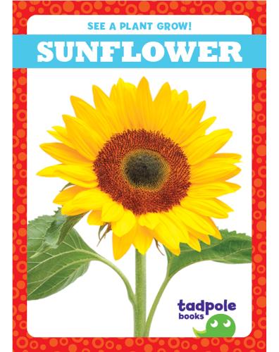 See a Plant Grow!: Sunflower