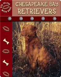 Eye To Eye With Dogs: Chesapeake Bay Retrievers