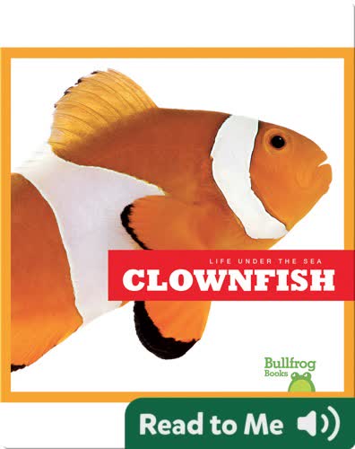 Life Under The Sea: Clownfish